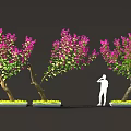 Vibrant Purple Bougainvillea Plants With Curved Trunks Green Leaves And Standing Figure