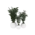 Multiple Green Shrubs Potted in White Pots for Indoor Decoration
