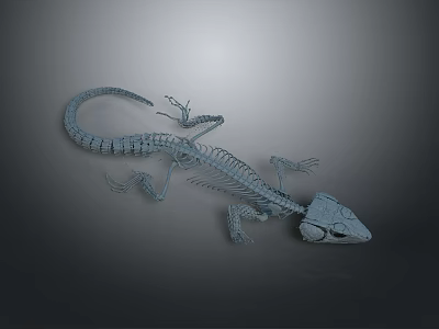 Detailed Anatomical Structure of Lizard Skeleton with Reptile Bone Features and Scientific Model 3d model
