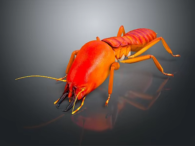 Detailed Red Cockroach With Long Antennae On Dark Reflective Surface 3d model