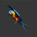 Vibrant Blue And Orange Parrot Spreading Wings Flying In Studio With Gray Background 3D Render