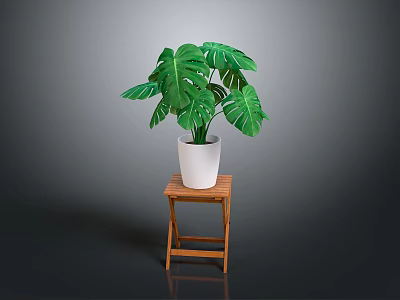 Monstera Plant with Lush Green Leaves in White Pot on Wooden Stool Against Dark Background 3d model