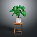 Monstera Plant with Lush Green Leaves in White Pot on Wooden Stool Against Dark Background