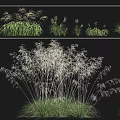 Different Growth Forms of Golden Mango Grass and Giant Needle Grass in Landscaping