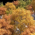 Vibrant Autumn Trees with Yellow Orange Green Foliage on Snowy Ground