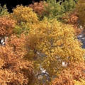 autumn trees red leaves autumn woods winter trees golden trees autumn leaves mangrove 3d model