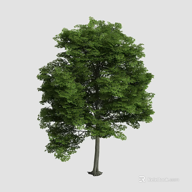 Lush Arbor With Dense Green Foliage And Tall Straight Trunk In Natural Setting 3d model 