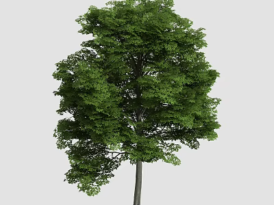 Lush Arbor With Dense Green Foliage And Tall Straight Trunk In Natural Setting 3d model