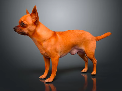 Orange Chihuahua Dog Standing On Shiny Surface With Gray Background And Reflection 3d model