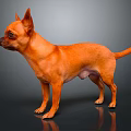 Orange Chihuahua Dog Standing On Shiny Surface With Gray Background And Reflection