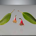 Fresh Green Leaves And Pink Blooms On Reflective Surface With Clear Reflections