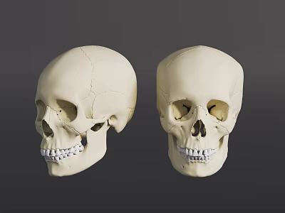 Two Detailed Human Skull Models With Anatomical Dental And Orbital Structures For Study 3d model