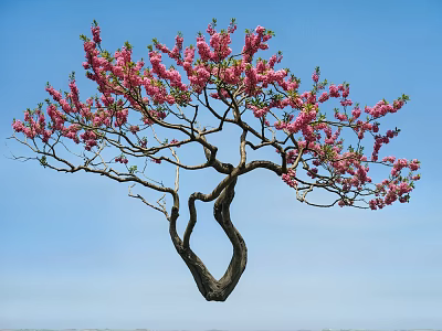 Beautiful Tree With Curved Trunk And Blooming Pink Flowers Against Blue Sky 3d model