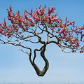 Beautiful Tree With Curved Trunk And Blooming Pink Flowers Against Blue Sky