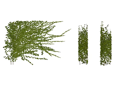 Vibrant Green Climbing Vines with Dense Lush Foliage and Various Shapes 3d model