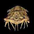 Close Up View Of Spotted Brownish Lobster With Claws And Legs On Black Background