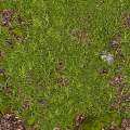 Lush Green Bonsai Potted Plants With Moss Covered Stones And Fallen Leaves