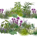 Vibrant Mixed Plant Combination With Purple Flowers Green Foliage And Various Species