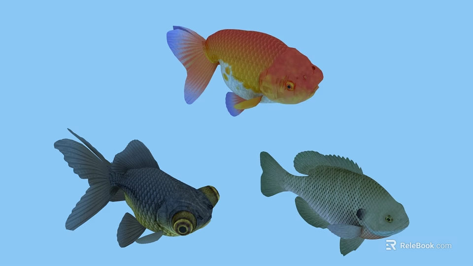 Vibrant Aquatic Fish Red Yellow Black Grey Varieties With Large Eyes And Colorful Tails 3d model 