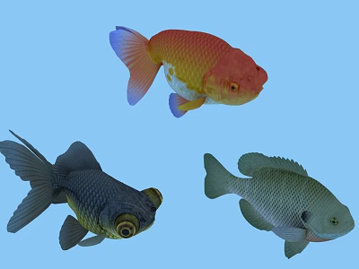 Vibrant Aquatic Fish Red Yellow Black Grey Varieties With Large Eyes And Colorful Tails 3d model