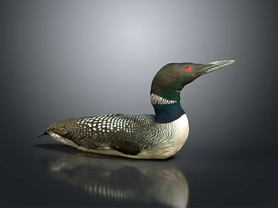 Lifelike Black And White Loon Model With Red Eye And Shiny Surface Reflection 3d model