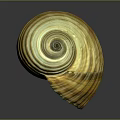 Shellfish Seashell Featuring Yellow And White Stripes In Half Open State On Reflective Surface