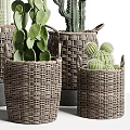 Bonsai Potted Cactus and Succulent Plants With Various Wicker Baskets 3d model