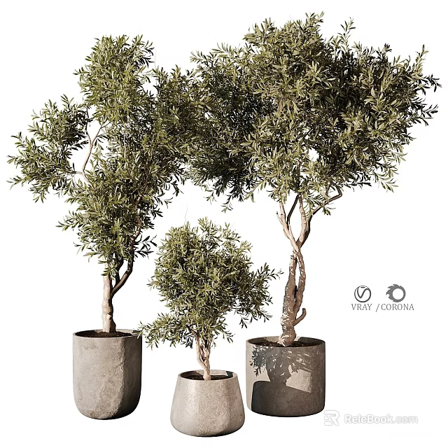 Three Potted Olive Tree Bonsai of Different Sizes in Modern Planters 3d model 