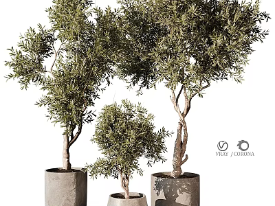 Three Potted Olive Tree Bonsai of Different Sizes in Modern Planters 3d model