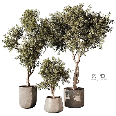 Three Potted Olive Tree Bonsai of Different Sizes in Modern Planters 3d model