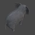 Realistic Elephant With Large Ears Long Trunk And Ivory Tusks On Dark Background