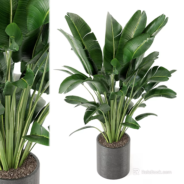 Large Leaf Potted Plant With Upright Stems In Gray Pot For Indoor Decoration 3d model 