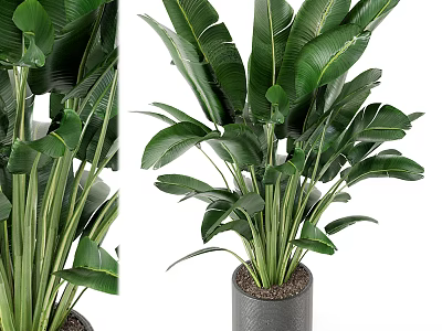 Large Leaf Potted Plant With Upright Stems In Gray Pot For Indoor Decoration 3d model
