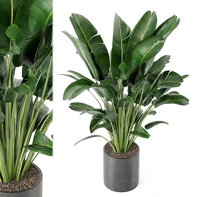 Large Leaf Potted Plant With Upright Stems In Gray Pot For Indoor Decoration 3d model