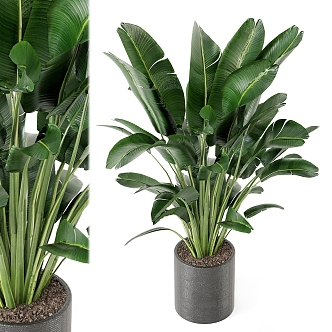 Indoor Plant Series 3d model