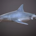 3D Shark Model With Open Mouth Sharp Teeth And Fins On Gray Background 3d model