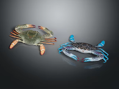 Two Colorful Crabs with Green Shell Orange Claws and Blue Body Black Patterns 3d model