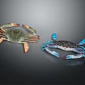 Two Colorful Crabs with Green Shell Orange Claws and Blue Body Black Patterns