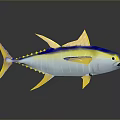 Vibrant Yellow And Blue Aquatic Fish With Colorful Fins On Reflective Surface