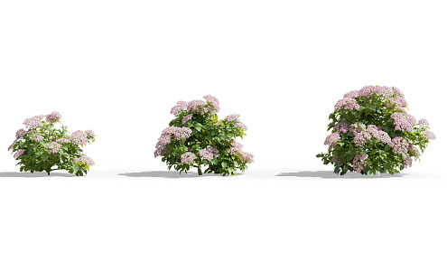 Modern Flowering Shrub 3d model