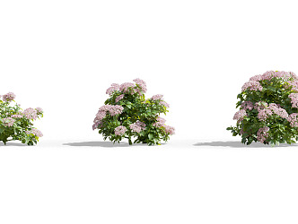 Modern Flowering Shrub 3d model