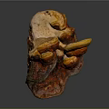 Fresh Organic Ganoderma Mushroom With Natural Shape And Vibrant Colors