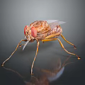 Brownish Yellow Fly With Red Compound Eyes Transparent Wings And Slender Legs On Reflective Surface