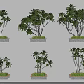 Tree Planter with Various Tree Species and Ornamental Border Plants 3d model