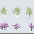 Fresh Green Leaves And Purple Flowering Trees With Lush Foliage And Bright Blooms