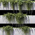 Lush Green Hanging Vines With Trailing Leaves On Layered White Wall Structure