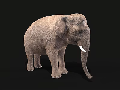 Realistic Gray Elephant With White Tusks Standing On Black Background 3d model