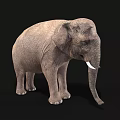 Realistic Gray Elephant With White Tusks Standing On Black Background 3d model