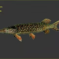 Northern Pike Fish With Colorful Spotted Body And Orange Fins On Dark Background
