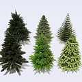 Various Evergreen Arbor Species With Dark And Light Green Foliage On White Background